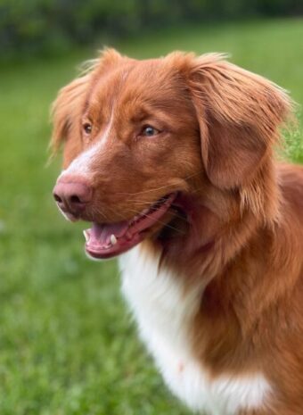 Mika Security Officer